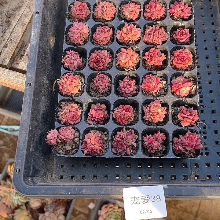 直播福利一物一拍38