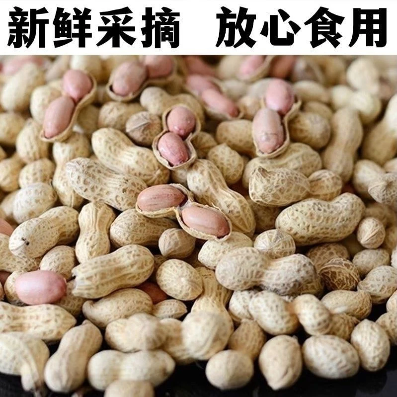 湖南永州农村生花生