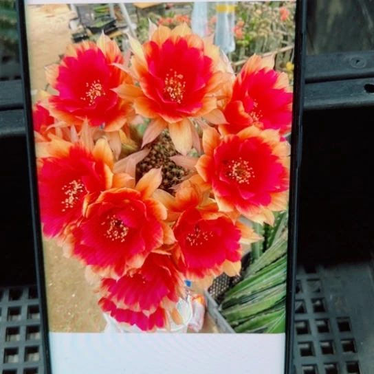 下23丽花光环歪无根侧芽3公分左右20包邮