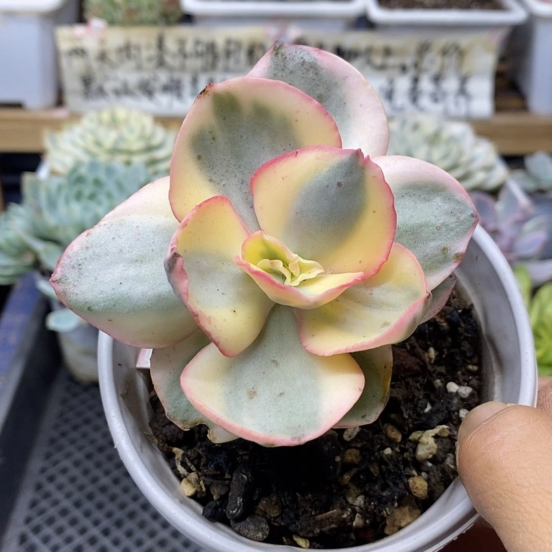 0168 白娘子覆轮锦