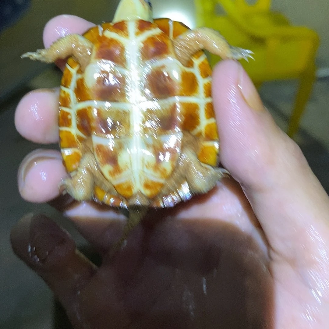 不分公母绿毛龟何*子