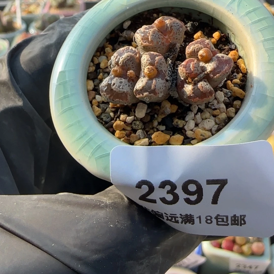2397--一物一拍 带盆