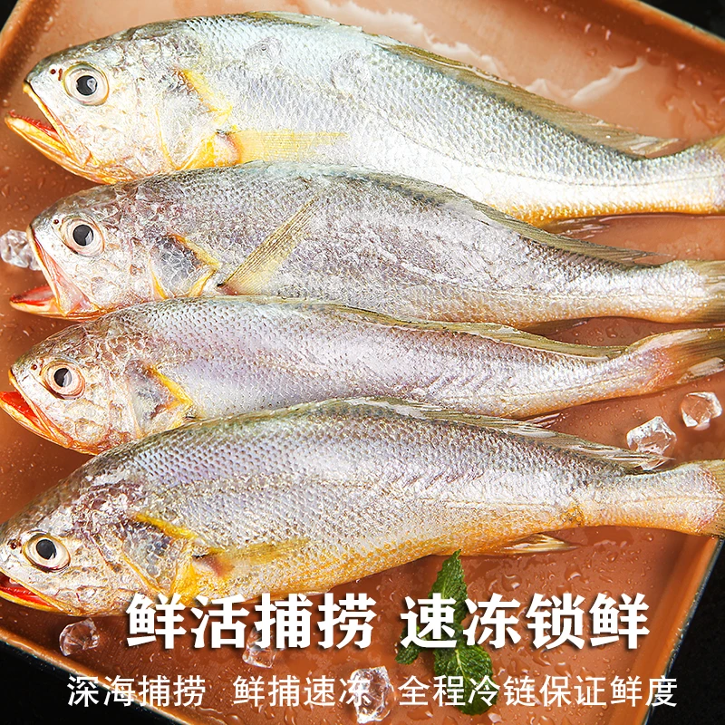 东海深海黄鱼海捕小黄鱼鲜冻子梅鱼1斤活速冻海鲜