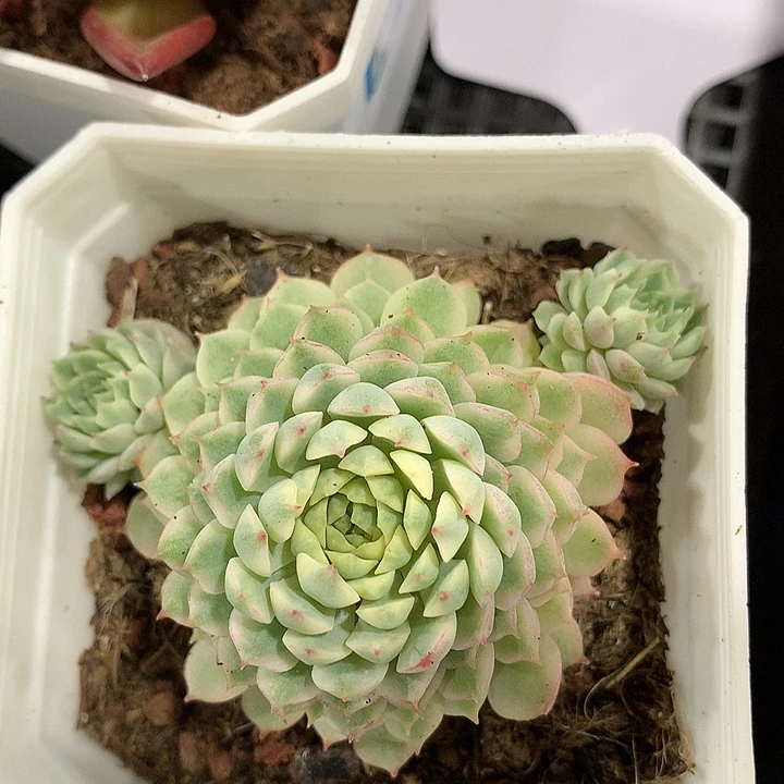 羊脂球锦锦锦两个侧芽