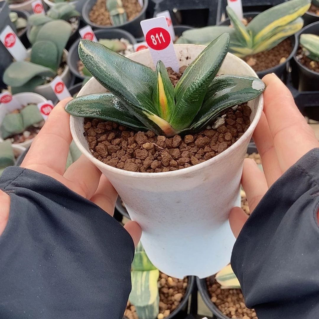 811卧牛实生锦带盆发货