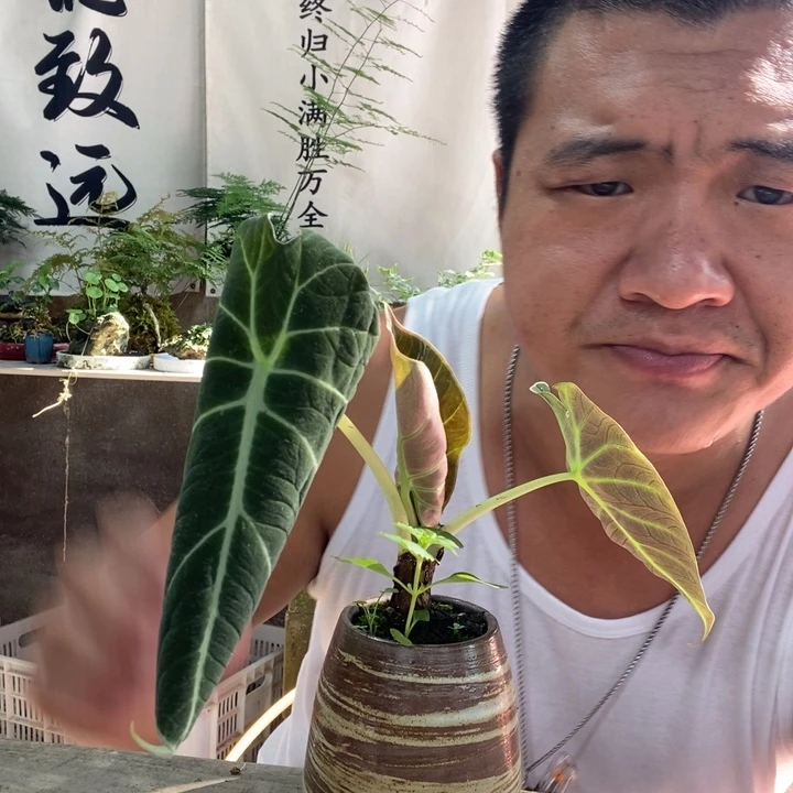 无花朵退款拉黑拉黑76