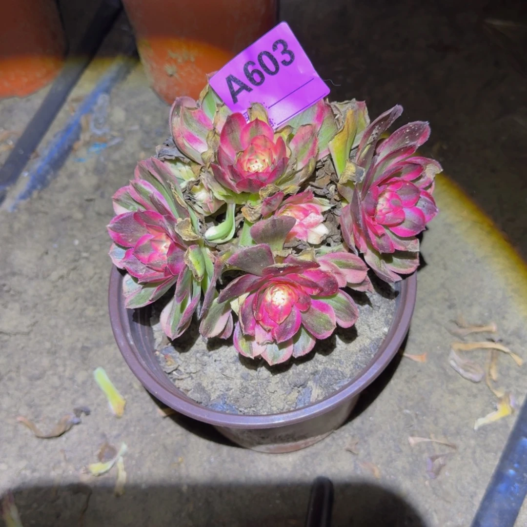 法师多肉不包损倾城之恋603