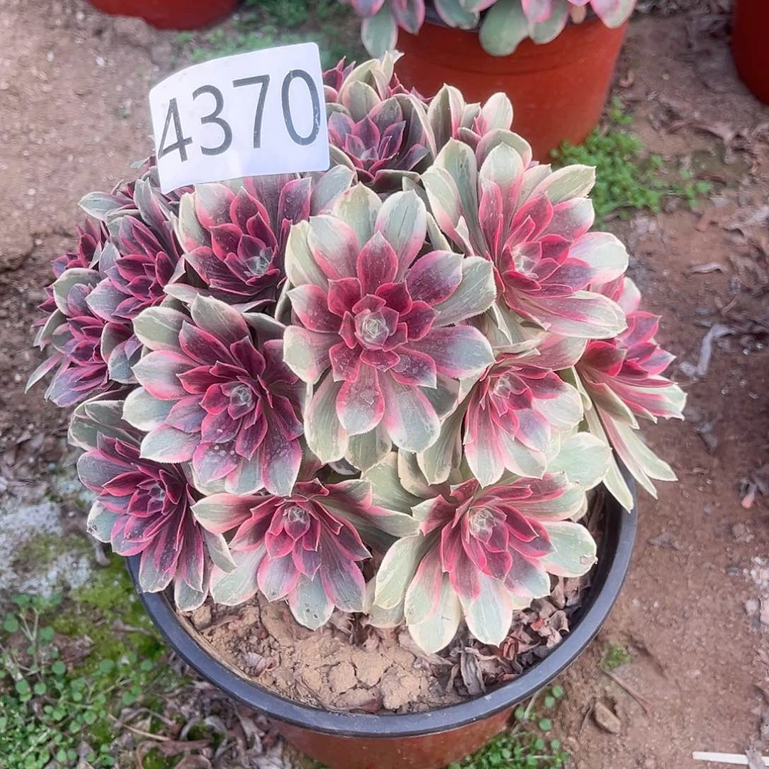 4370浣纱多肉植物