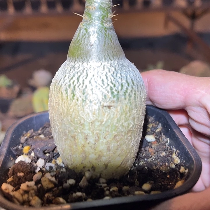 满38包邮2天凑单，脱土晾根发货多肉植物实生天马空 块根