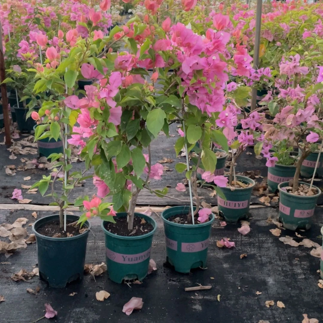 大量花朵（建议范围：8朵-15朵 或40%以上）橙粉公主一盆