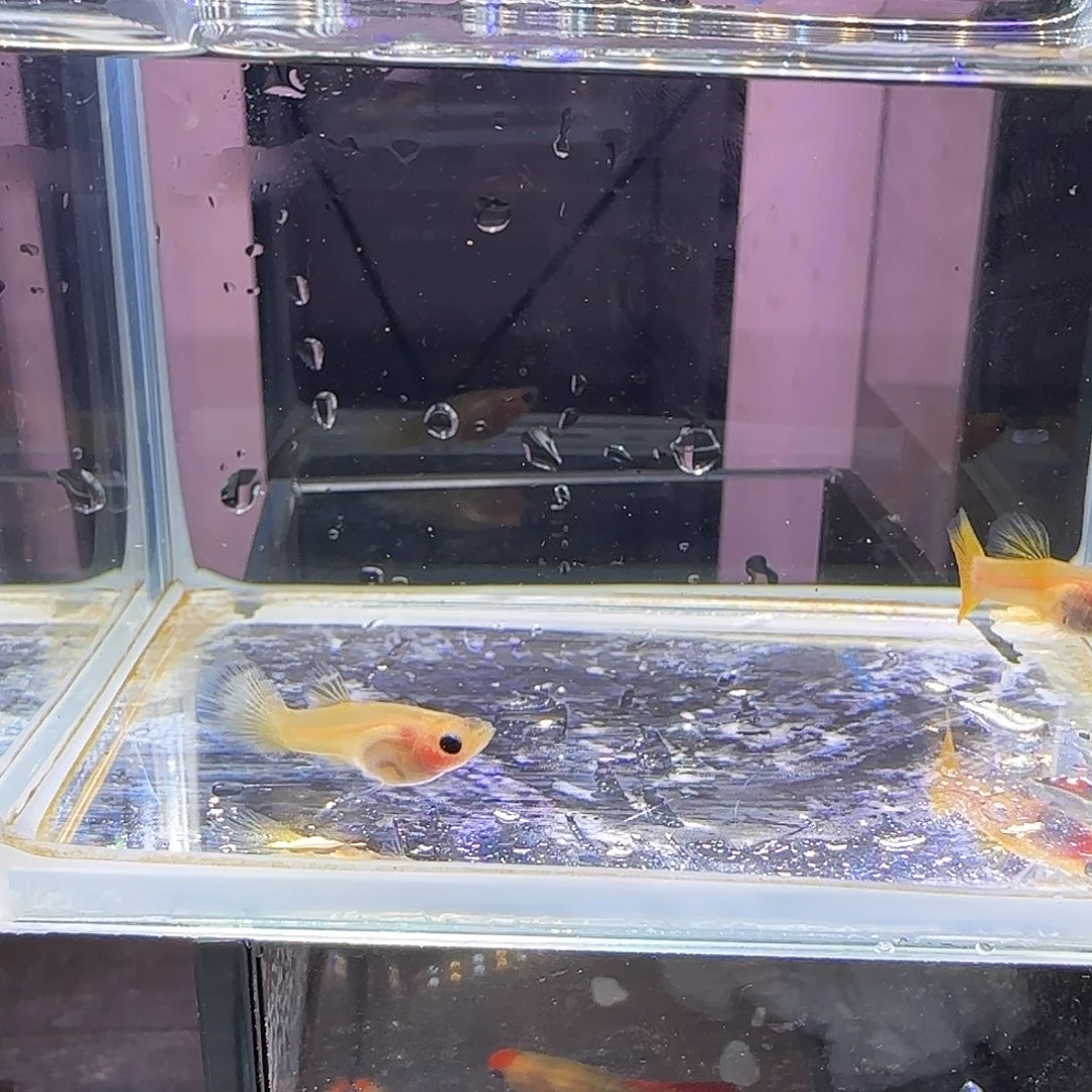 孔雀鱼粉猫幻彩一对，三个月