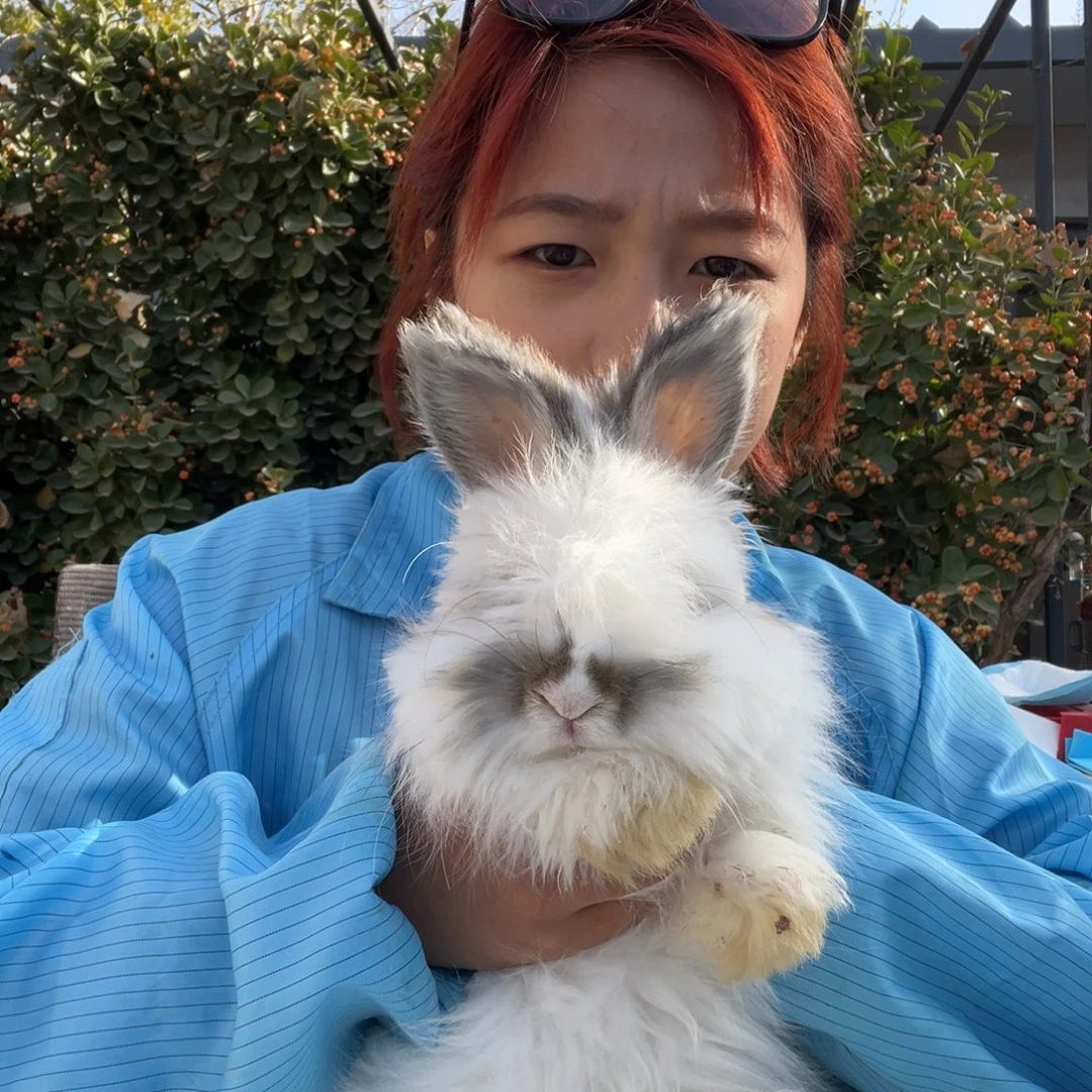 英系安哥拉宠物兔子