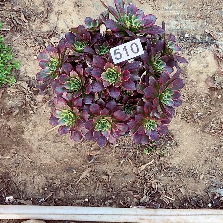 用****9安娜朵朵510多肉不包断