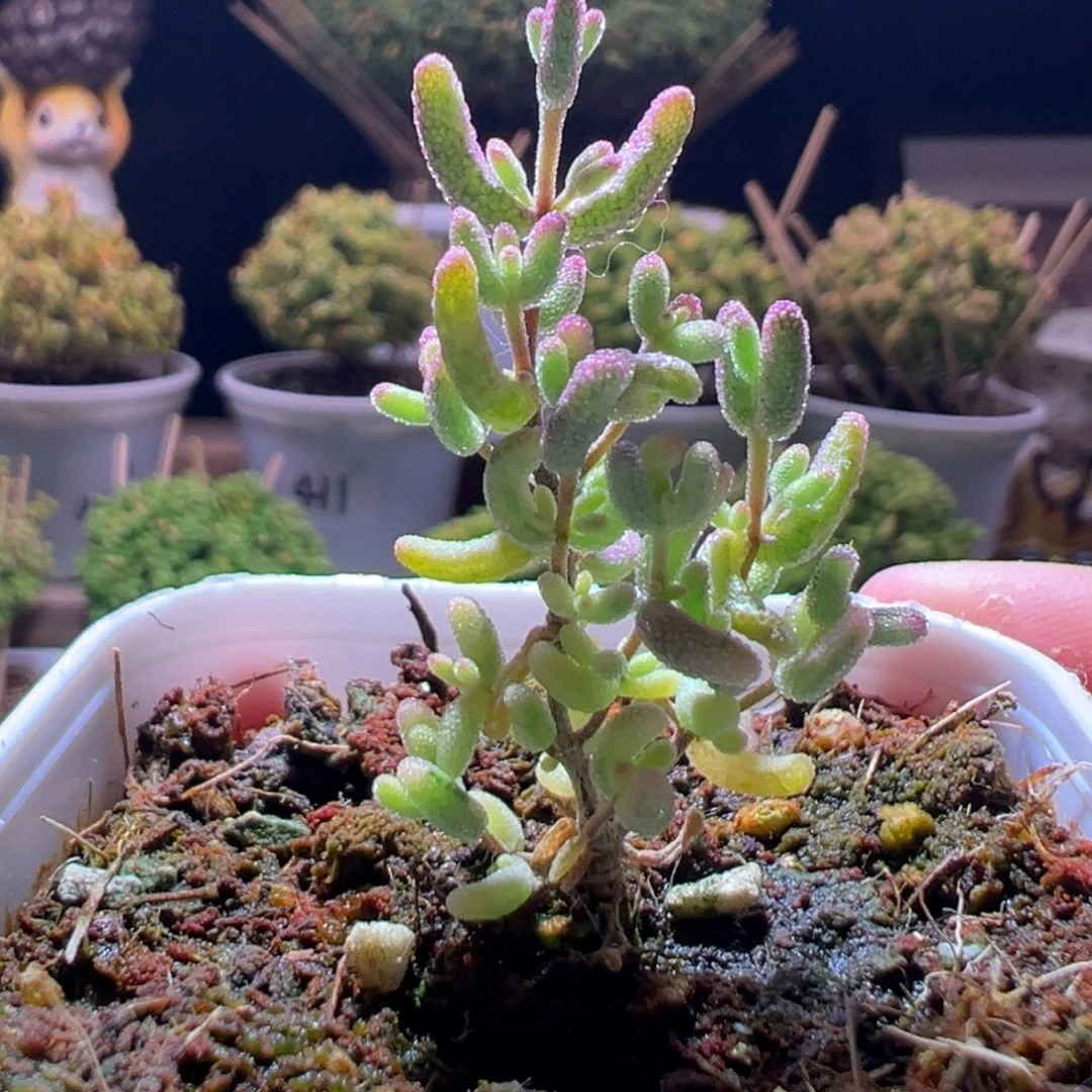 548米粒锦一物一拍带盆土发货