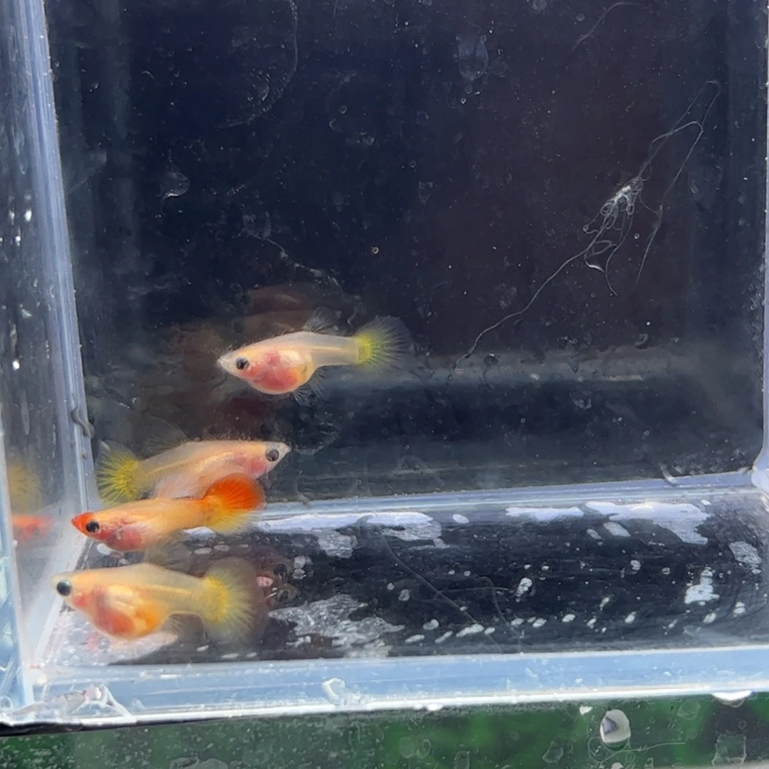 孔雀鱼皇家落日c11111111111