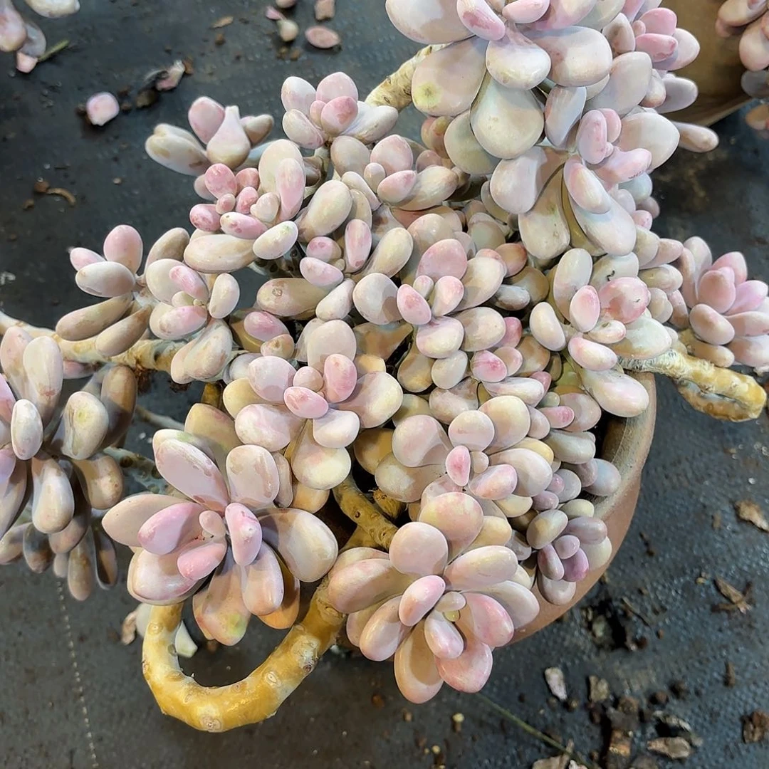 木*鱼福袋圆叶桃蛋