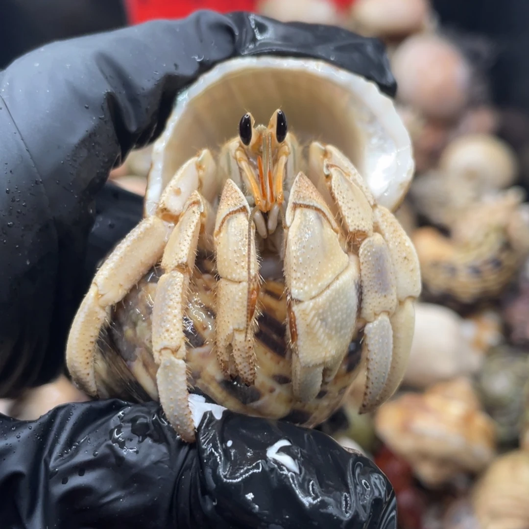 不退不换谢谢支持33