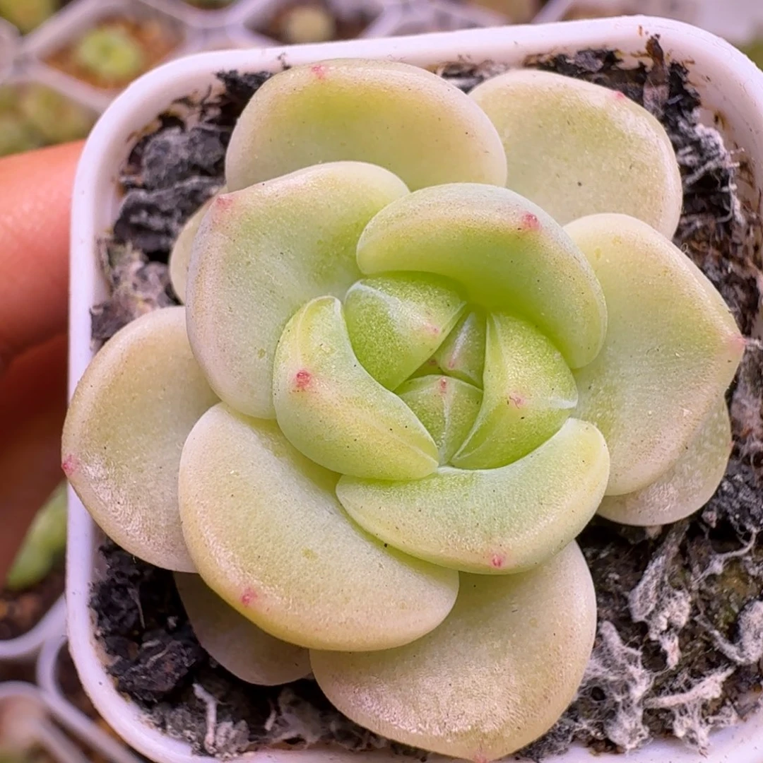 财富S2多肉一物一拍