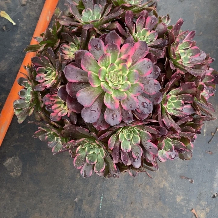 黑金刚33多肉植物法师法师