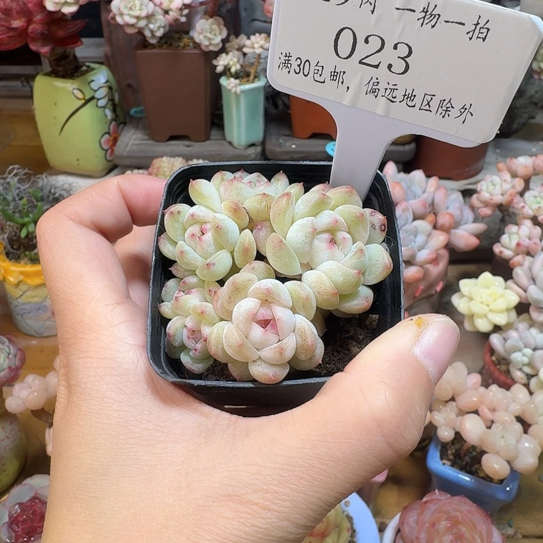 023多肉脱土哈哈哈哈哈