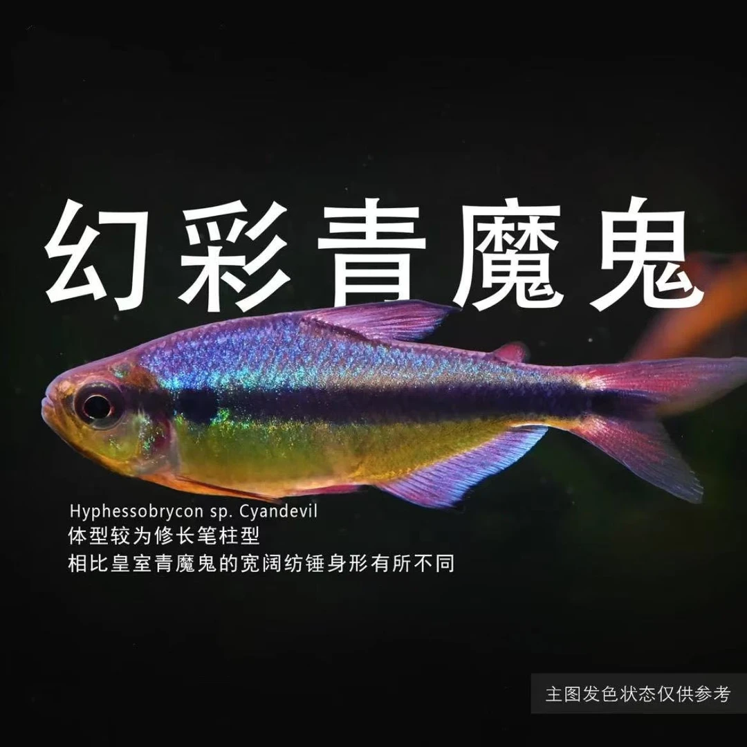 幻彩青魔鬼灯鱼南美高端小型观赏鱼小鱼适合草缸饲养