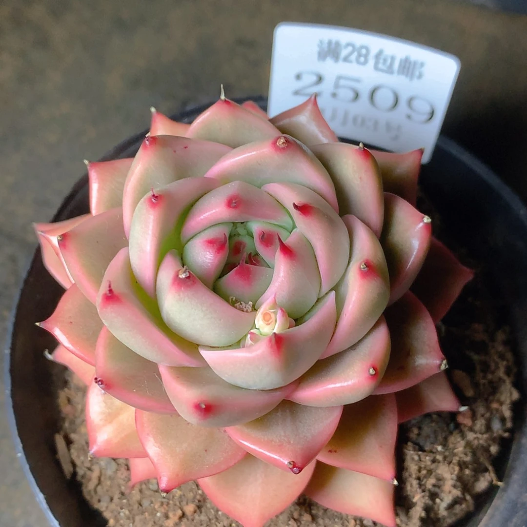 【闪购商品】云2509