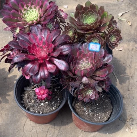 863多肉植物组合