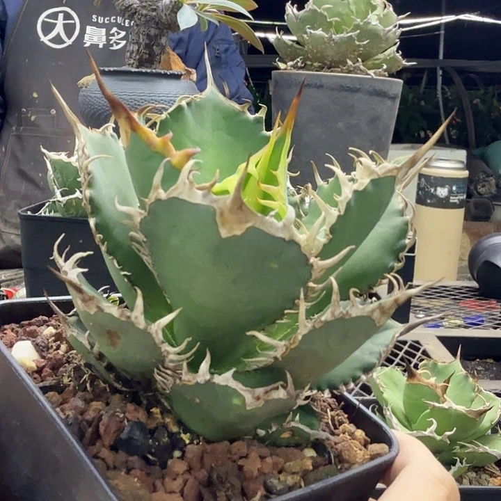 野二250000000000000