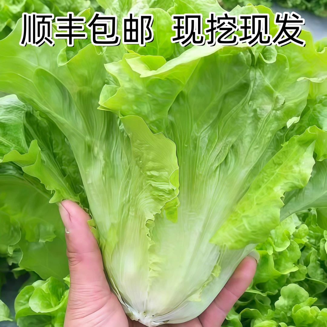 新鲜意大利生菜绿叶菜烤肉涮火锅河南当季罗莎绿生菜低脂蔬菜顺丰