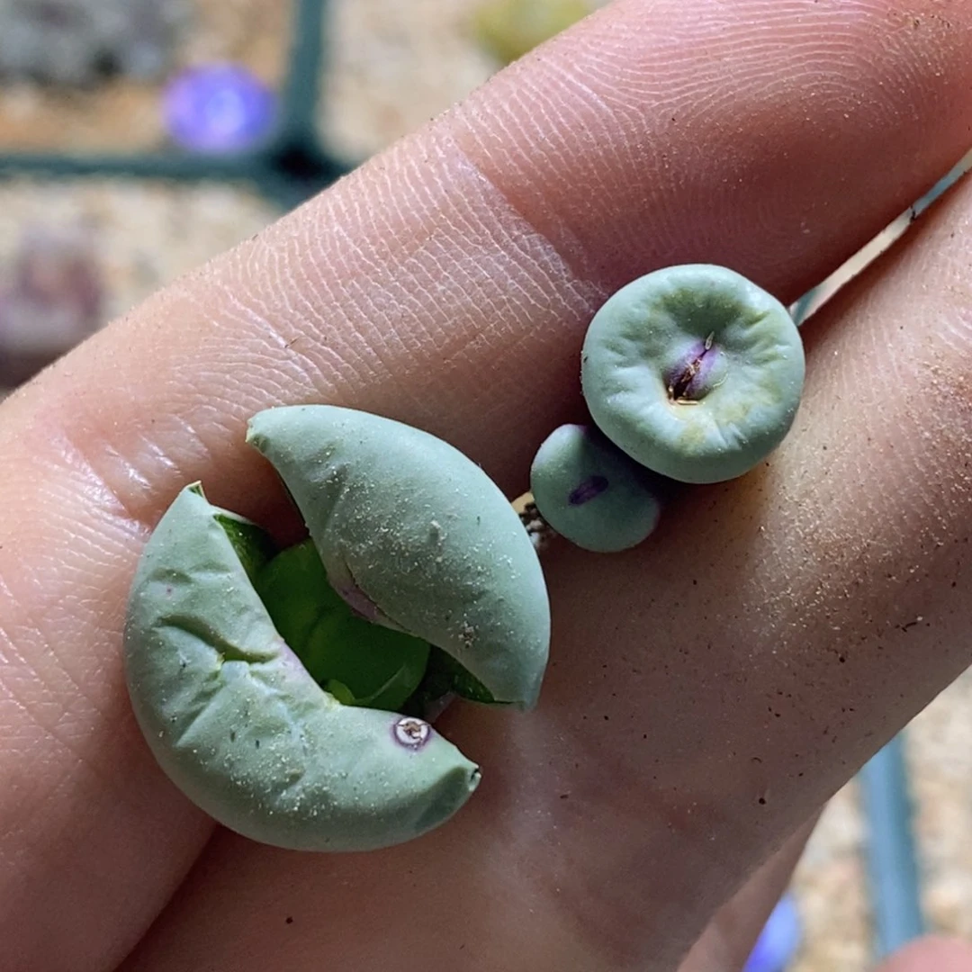 无**予2-1258好看好看好看