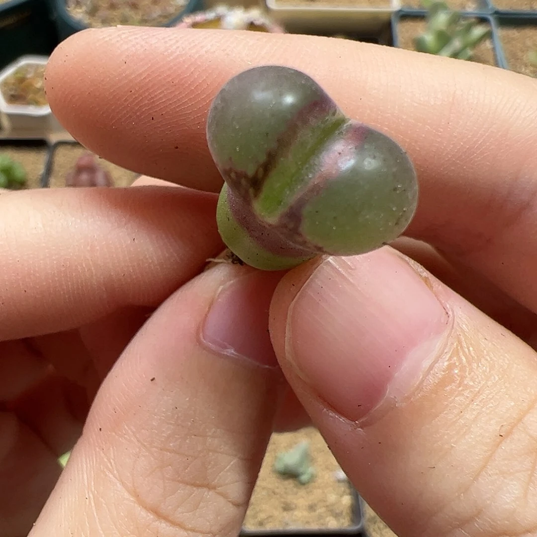【闪购商品】39 风铃