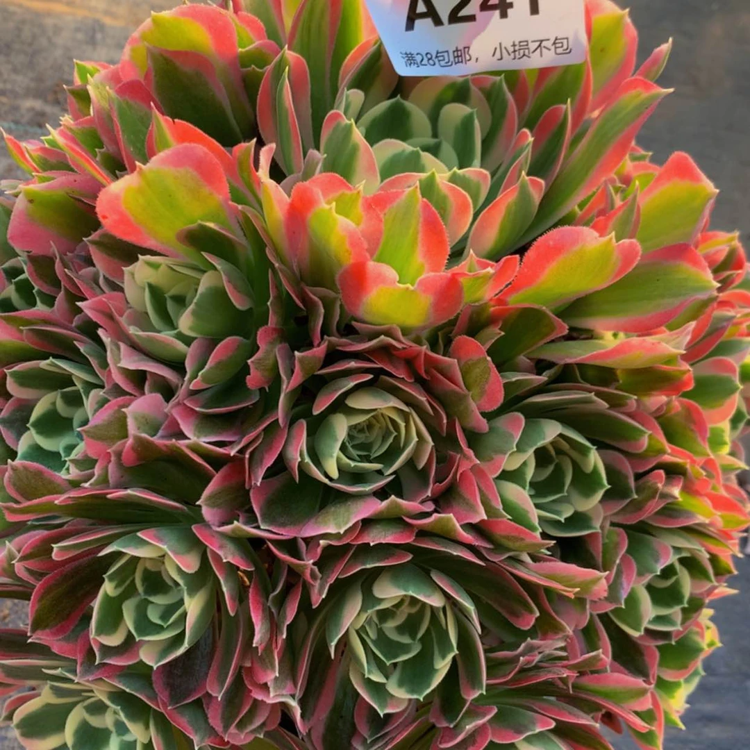 【闪购商品】骑****吧241白凤多肉