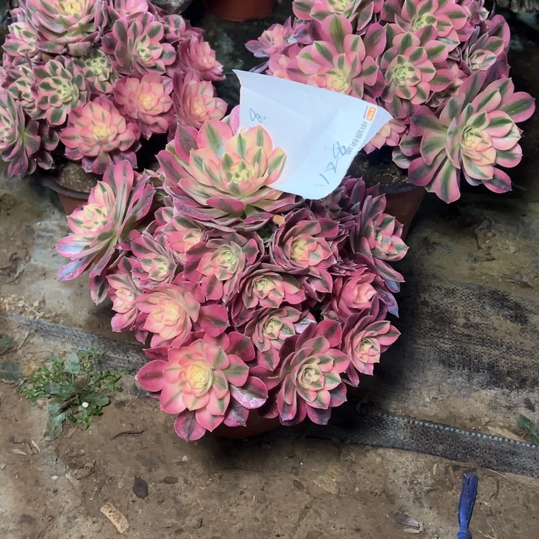 山**云128多肉000000000000000