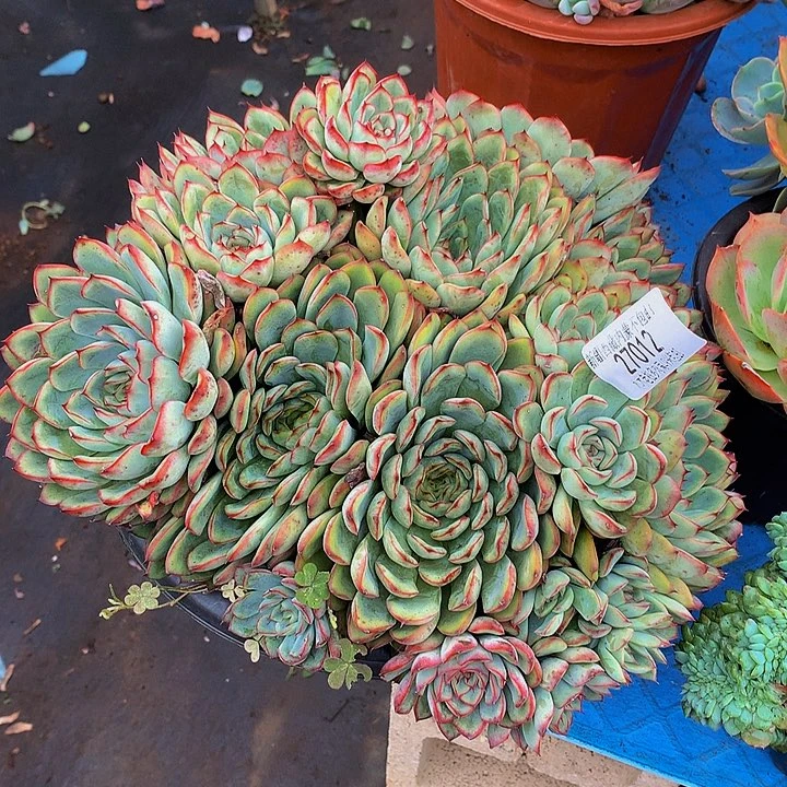 一***伴    荷花多肉27012
