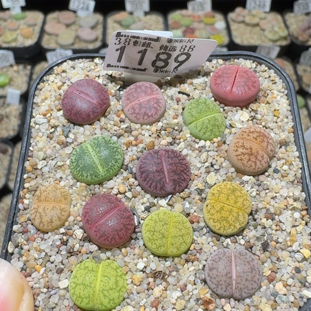 Sssss 好好看呀1189