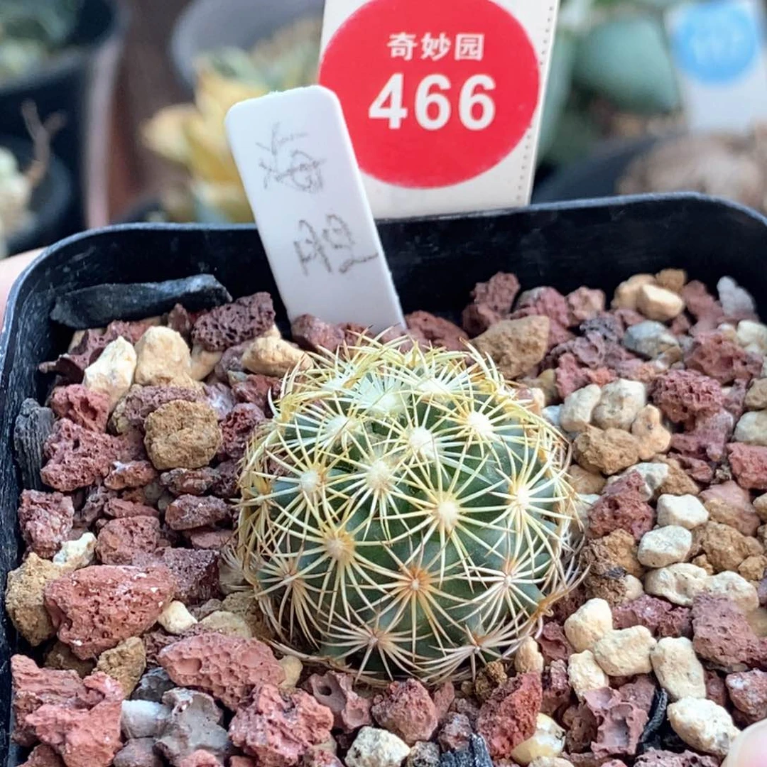 实生顶花海胆娇丽2.7cm