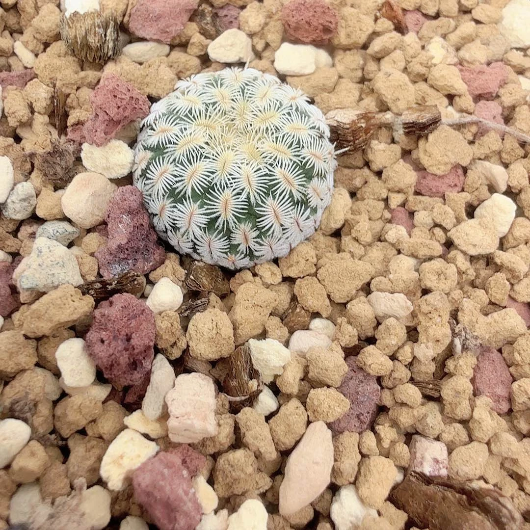 实生梳刺殿尺寸1.8