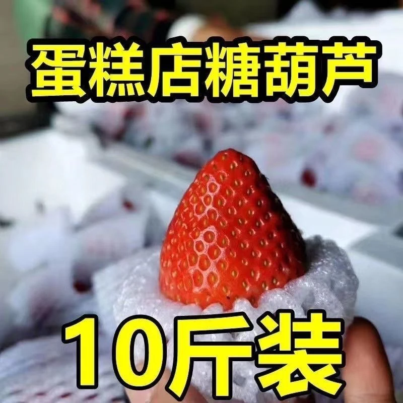 网套草莓商用】新鲜草莓蛋糕冰糖葫芦奶茶批发烘焙10斤一整箱批发