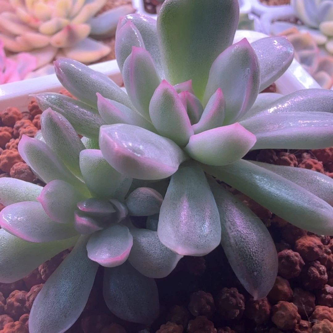 雨燕座白锦双头 多肉