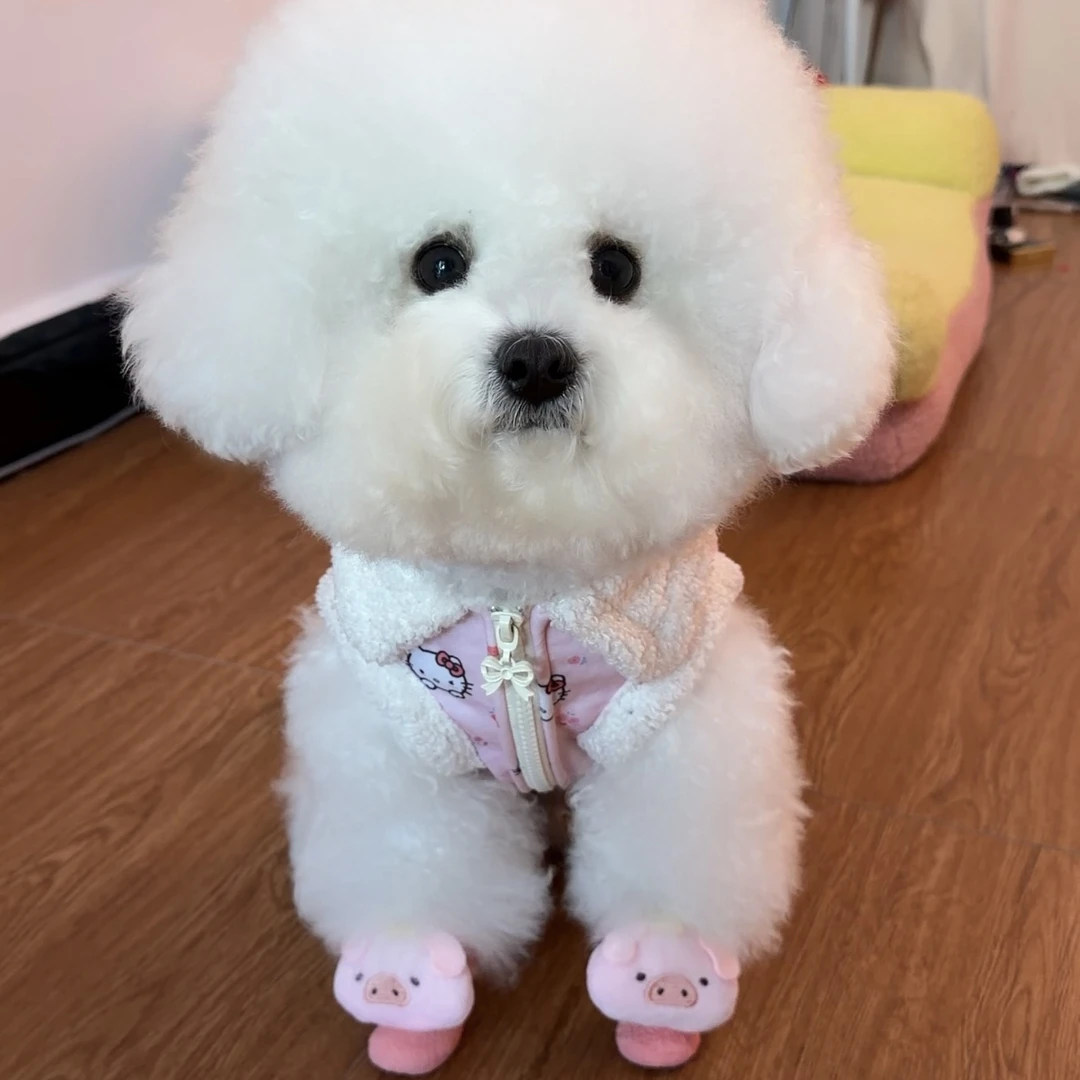 【丧彪鞋】好咕咕鞋袜比熊泰迪博美小型犬宠物鞋可外穿舒适防脏狗鞋