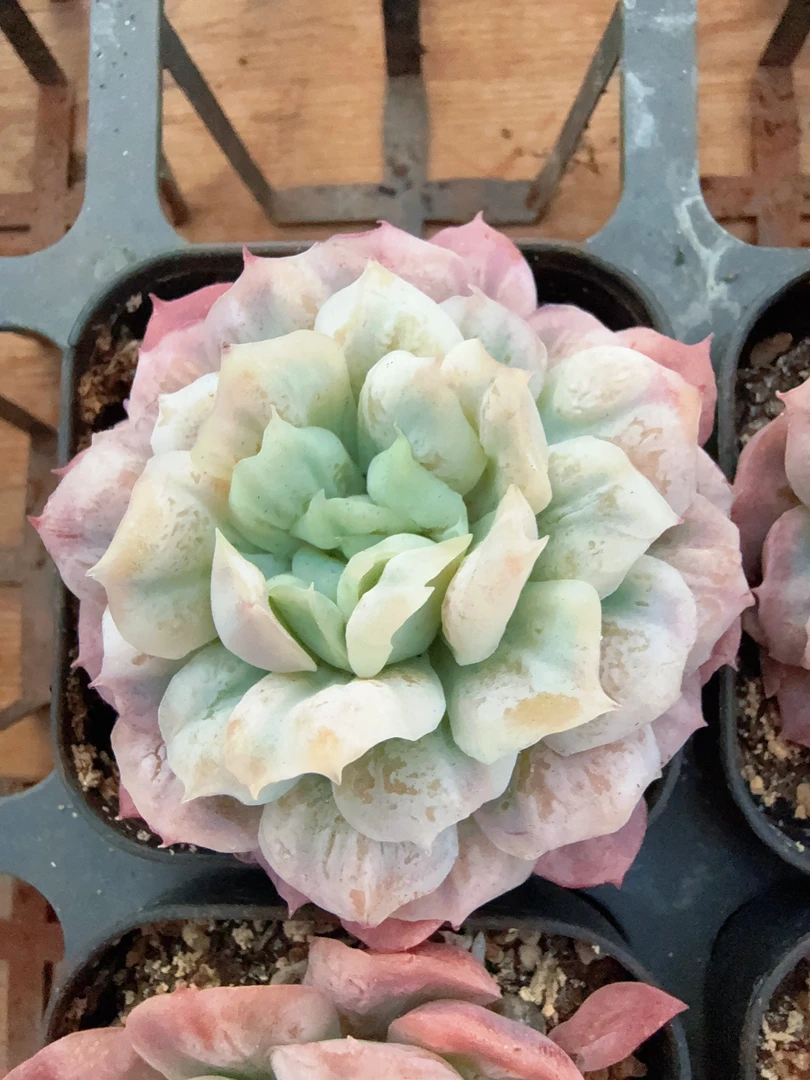 70#大泡泡纱裙单头多肉（5-8cm）脱土