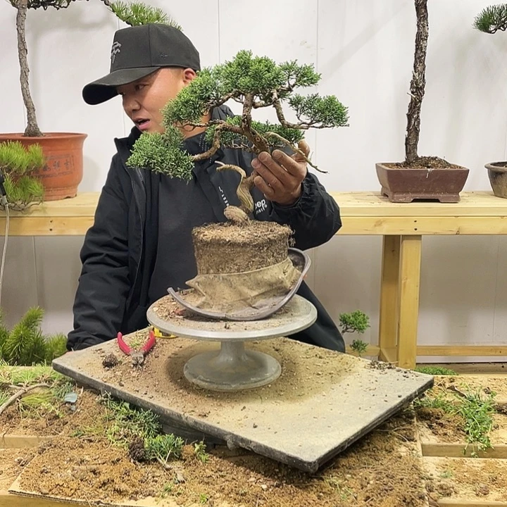 知*黄山松盆景艺术中心