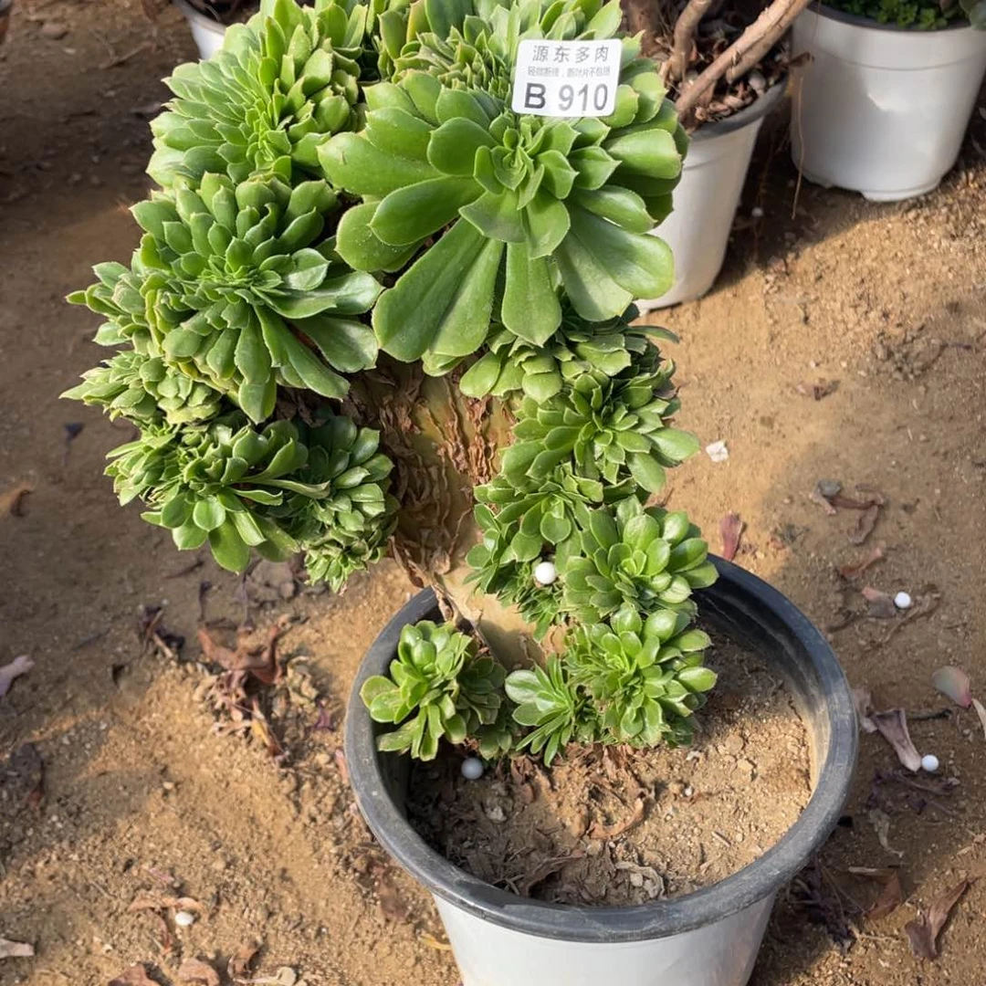 910绿杨蓉追多肉法师断枝不包