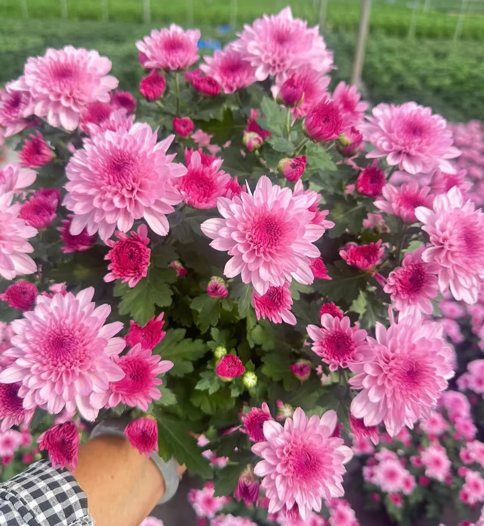 【魔幻水晶】球菊阳台庭院地栽盆栽表现很好耐寒耐热南北方皆可种植