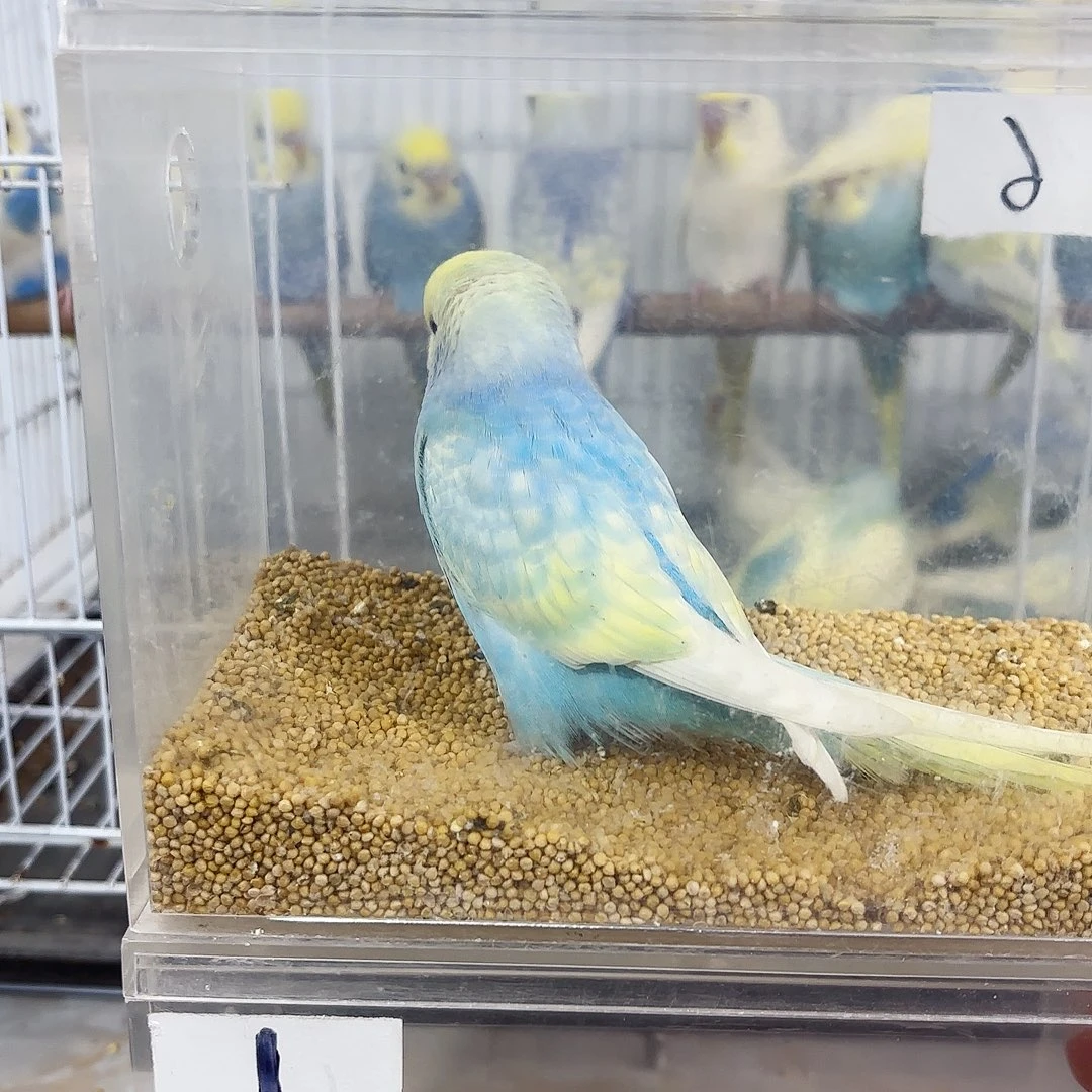 王***术虎皮鹦鹉高纯金彩一只