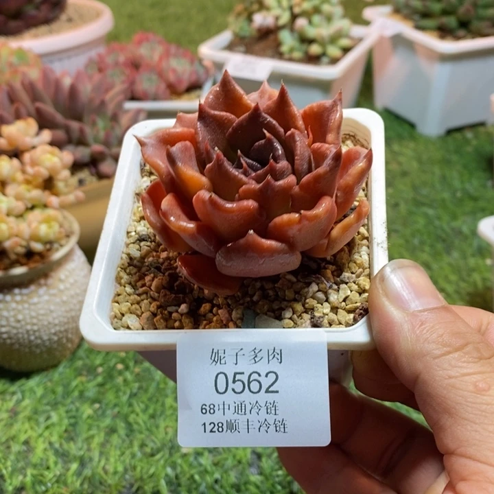 0561啊啊啊啊啊啊啊啊啊
