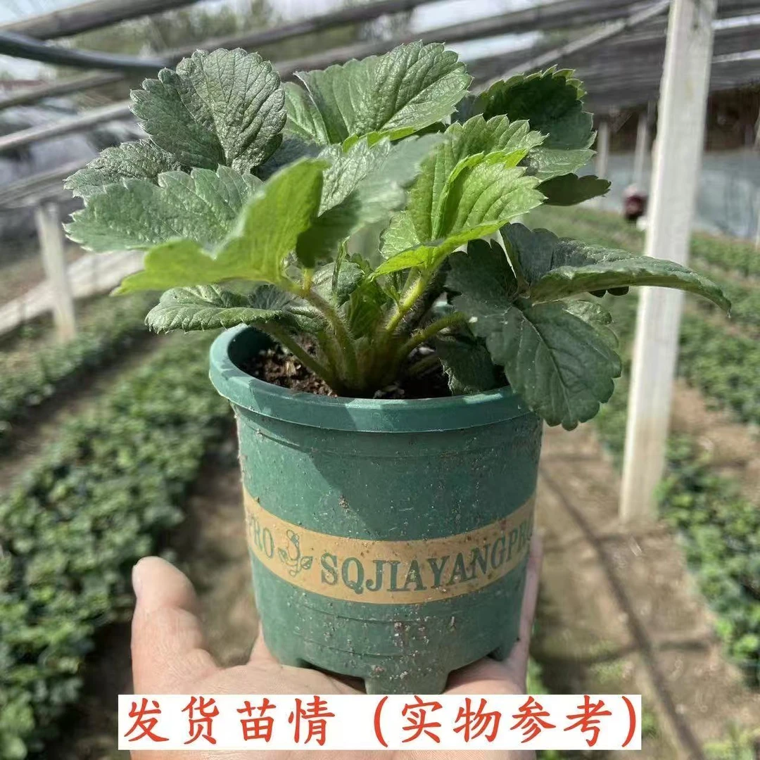 (0.5加仑盆不含底托 原盆原土)草莓苗盆栽奶油草莓秧苗阳台庭院