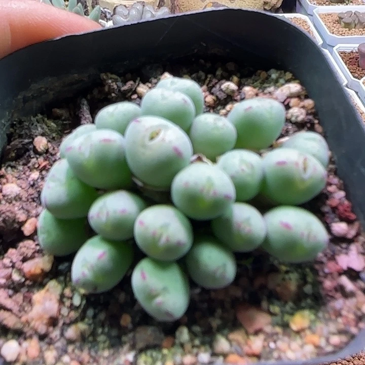 开播福利来啦。 894