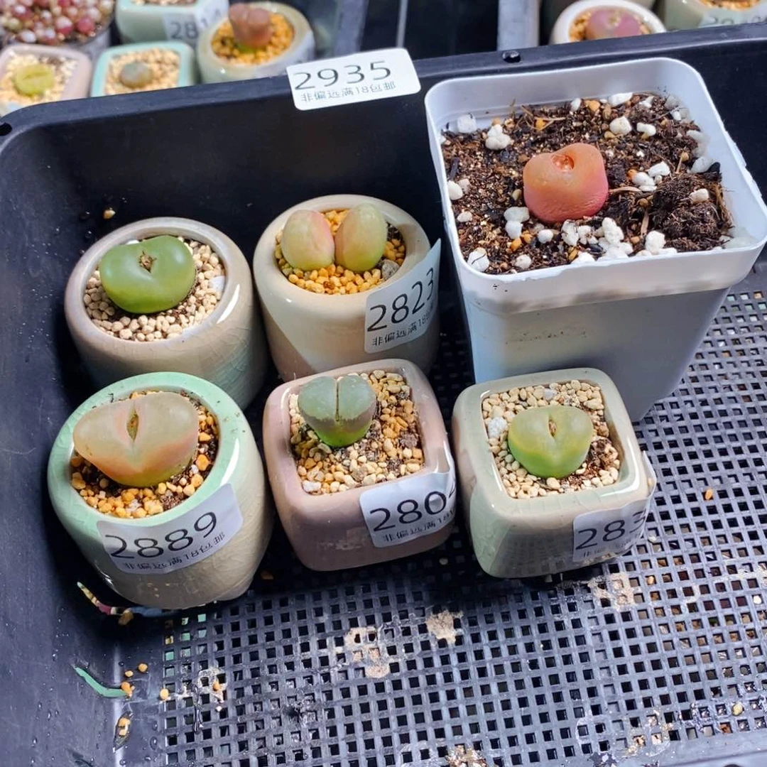 小***a2935-一物一拍 6盆