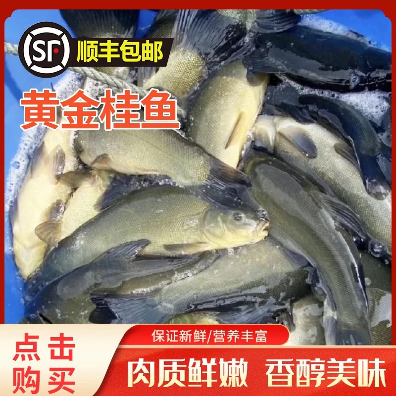 东北冷水丁桂鱼5斤 顺丰包邮